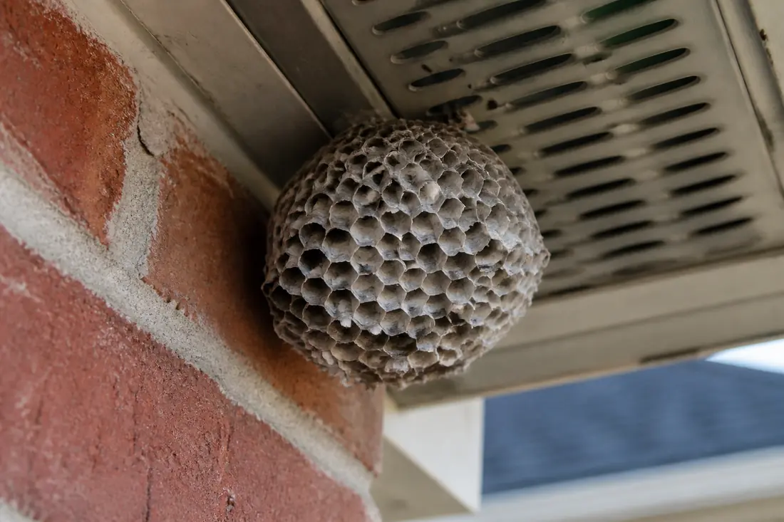 Wasp, Hornet and Bee Removal by Frisco Pest Pros